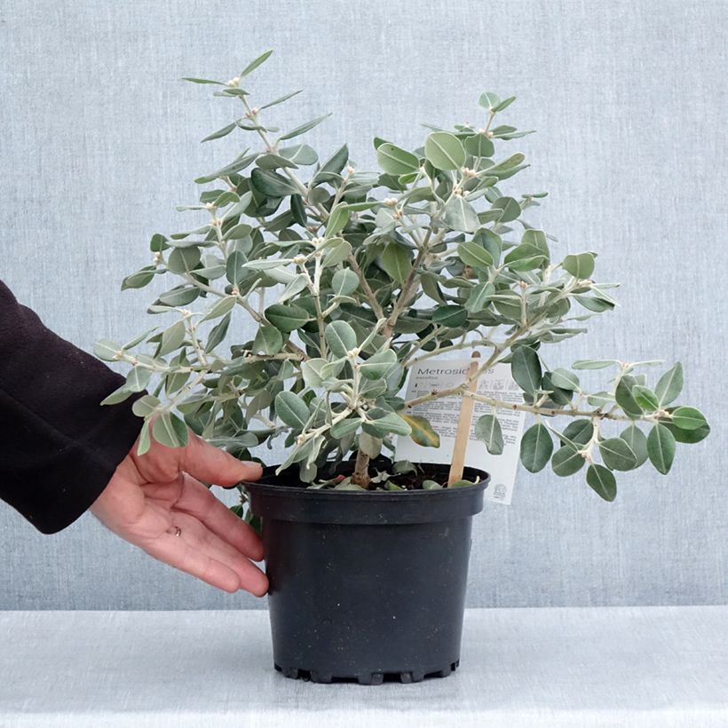 Metrosideros excelsa Aurea - Albero di Natale della Nuova Zelanda Vaso da 2L/3L esemplare consegnato in primavera