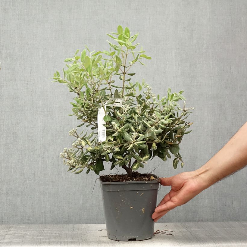 Metrosideros kermadecensis Aureomarginata Vaso da 4L/5L esemplare consegnato in primavera