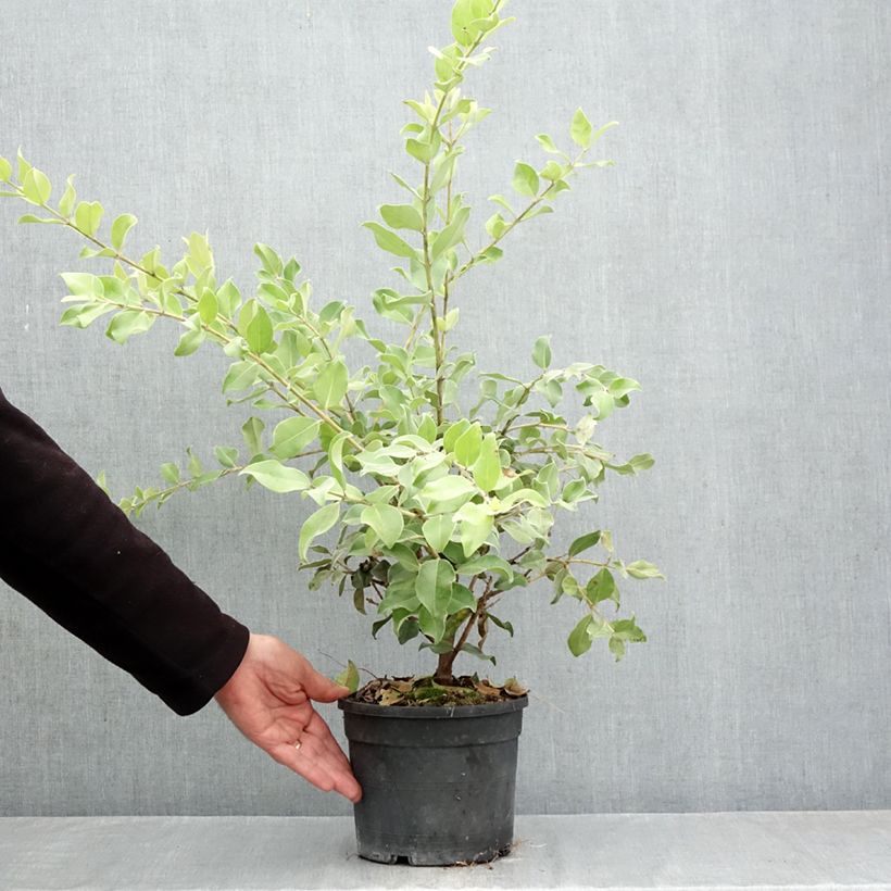 Esemplare di Metrosideros x thomasii Vaso da 3L/4L come consegnato in autunno