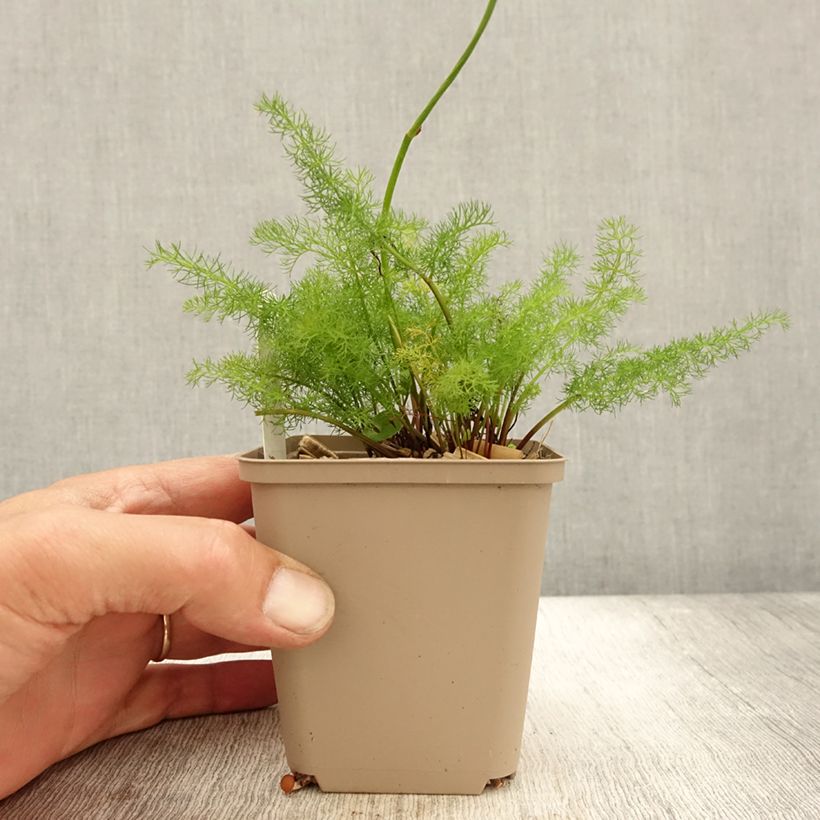 Esemplare di Meum athamanticum - Finocchiello Vasetto da 8/9 cm come consegnato in autunno