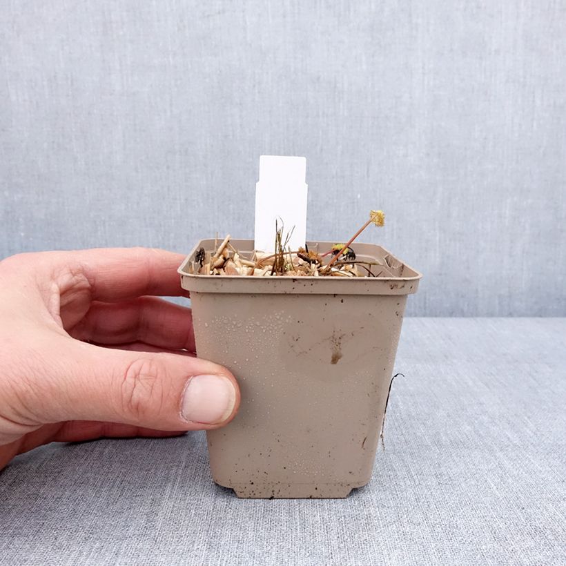 Meum athamanticum - Finocchiello Vasetto da 8/9 cm esemplare consegnato in inverno