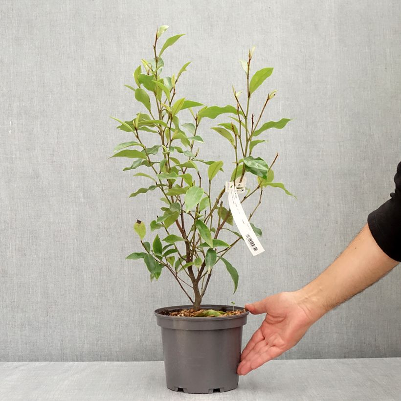 Esemplare di Magnolia figo Vaso da 2L/3L consegnato in estate