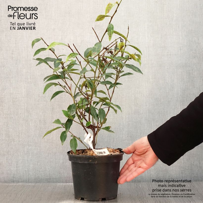 Magnolia figo Vaso da 2L/3L esemplare consegnato in inverno