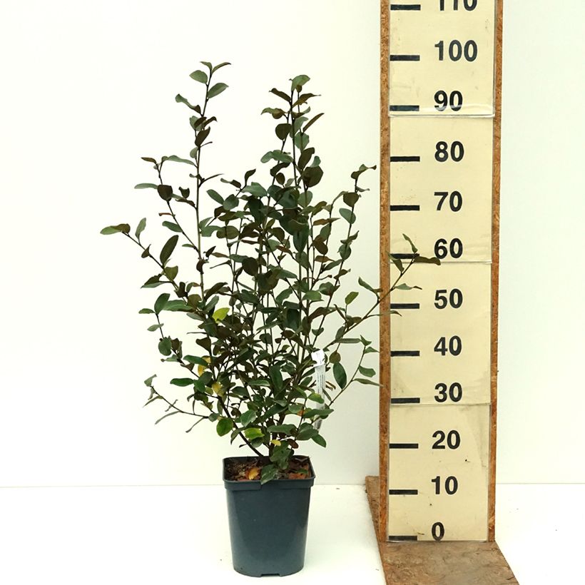 Esemplare di Magnolia yunnanensis Gail's Favorite Vaso da 4L/5L come consegnato in autunno