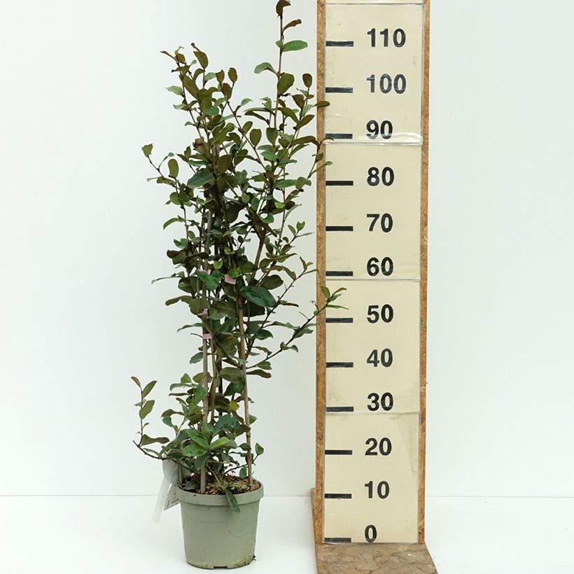 Esemplare di Magnolia yunnanensis Gail's Favorite Vaso da 4L/5L consegnato in estate