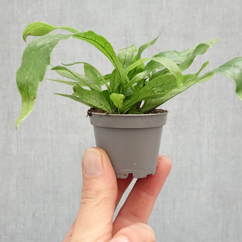 Microsorum musifolium Crocodyllus - Felce coccodrillo mini-pianta esemplare consegnato in primavera