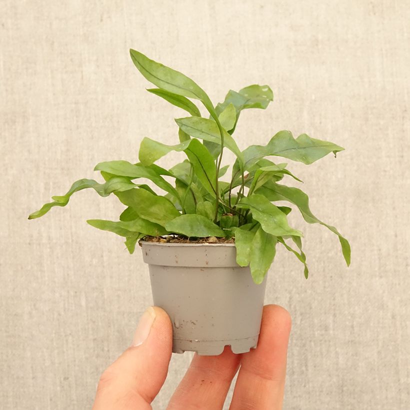 Microsorum pteropus - Felce di Giava mini-pianta esemplare consegnato in primavera