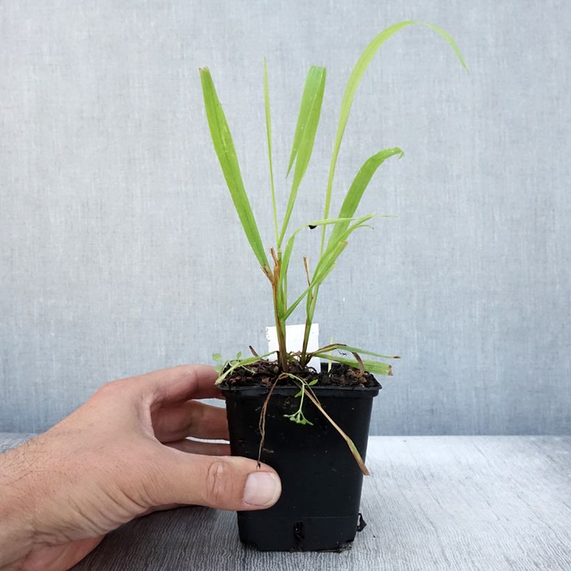 Esemplare di Milium effusum Aureum - Miglio selvatico Vasetto da 8/9 cm come consegnato in autunno