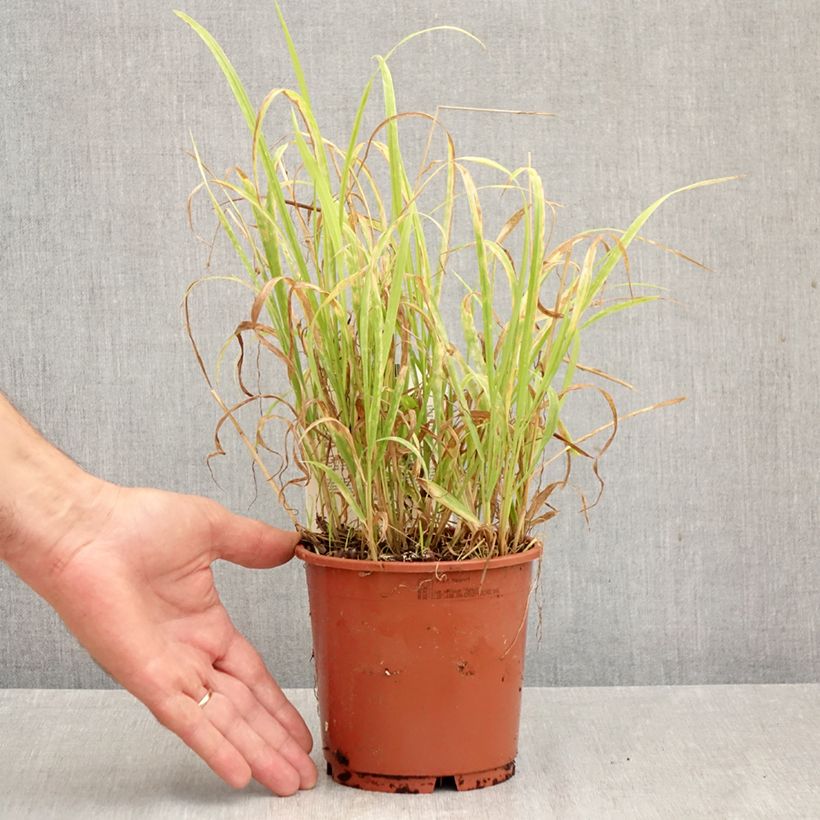 Esemplare di Milium effusum Aureum - Miglio selvatico Vaso da 1L/1,5L come consegnato in autunno