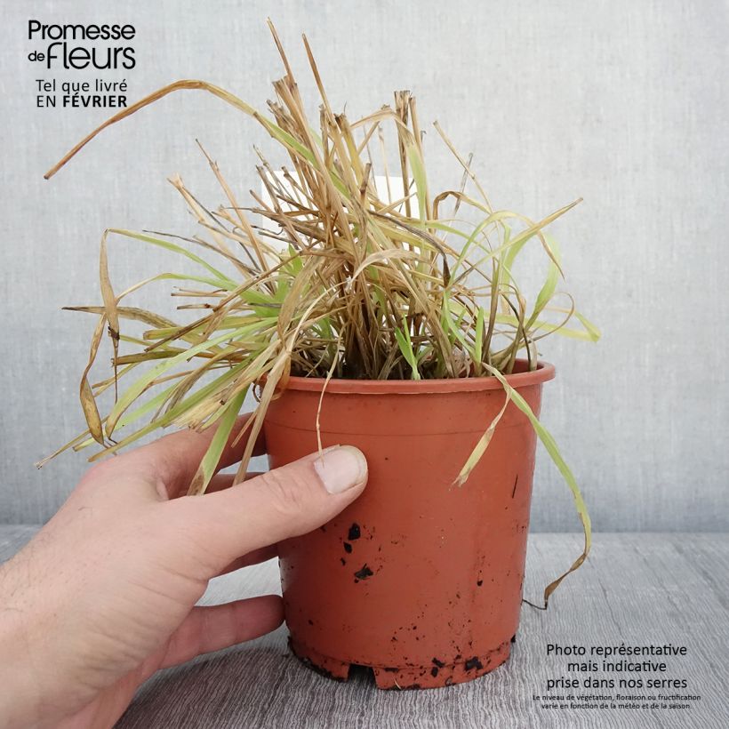 Milium effusum Aureum - Miglio selvatico Vaso da 1L/1,5L esemplare consegnato in inverno