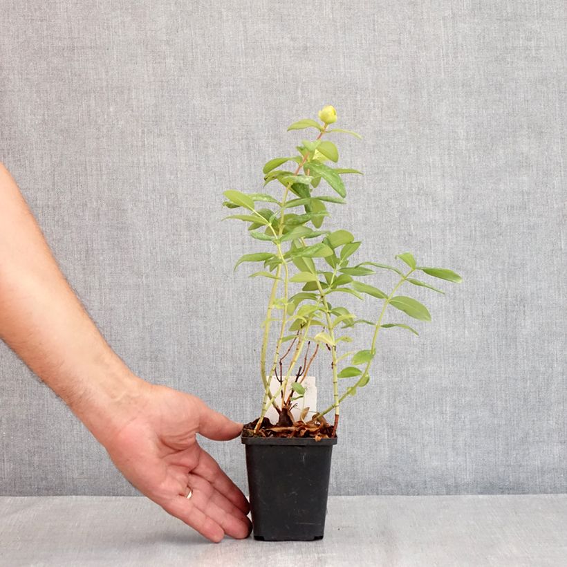Esemplare di Hypericum calycinum - Iperico Vasetto da 7/8 cm consegnato in estate