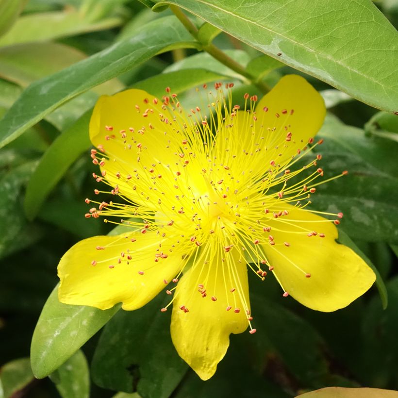 Hypericum calycinum - Iperico (Fioritura)