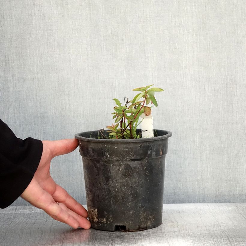 Esemplare di Hypericum calycinum - Iperico Vaso da 2L/3L come consegnato in autunno