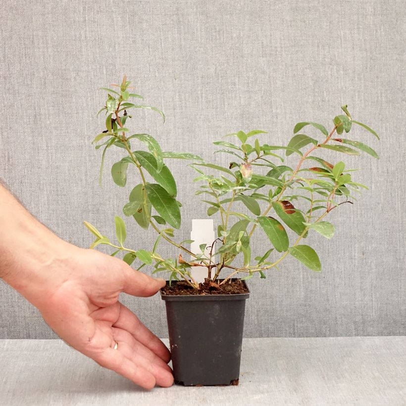 Esemplare di Hypericum calycinum - Iperico Vasetto da 7/8 cm come consegnato in autunno