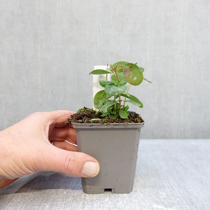 Hypericum calycinum - Iperico Vasetto da 7/8 cm esemplare consegnato in inverno