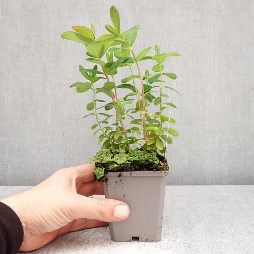 Hypericum calycinum - Iperico Vasetto da 7/8 cm esemplare consegnato in primavera