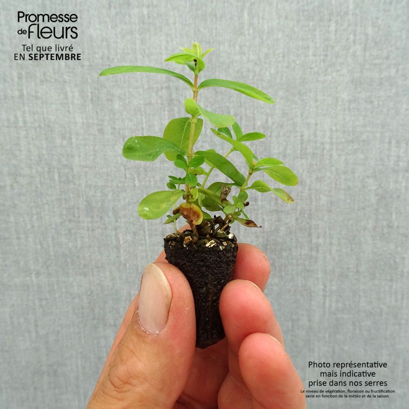 Esemplare di Hypericum calycinum - Iperico Mini zolla Ø 1,5/2,5 cm come consegnato in autunno