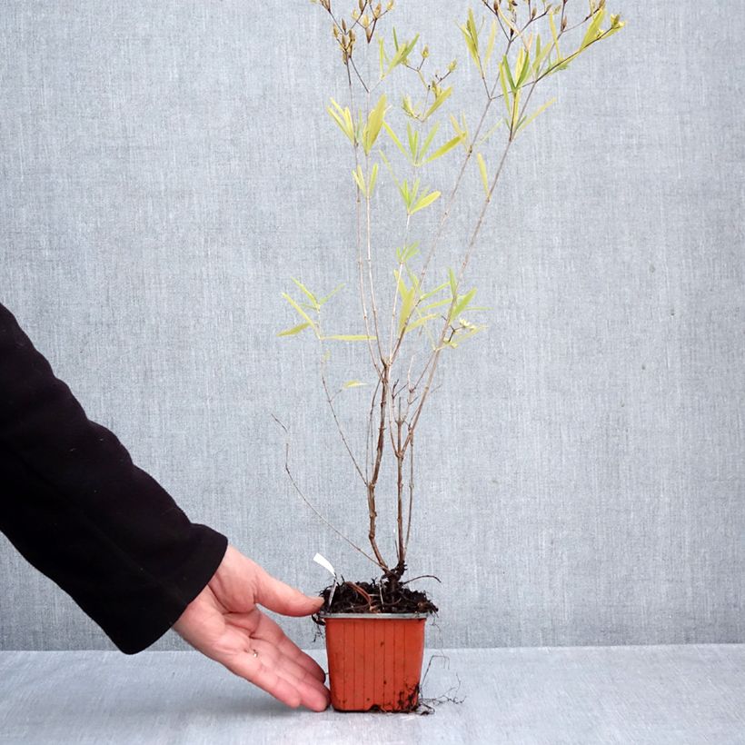 Esemplare di Hypericum densiflorum Buttercup - Iperico Vasetto da 8/9 cm come consegnato in autunno