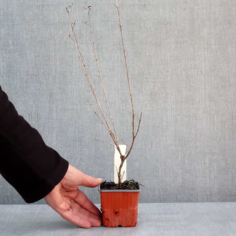 Hypericum densiflorum Buttercup - Iperico Vasetto da 8/9 cm esemplare consegnato in inverno