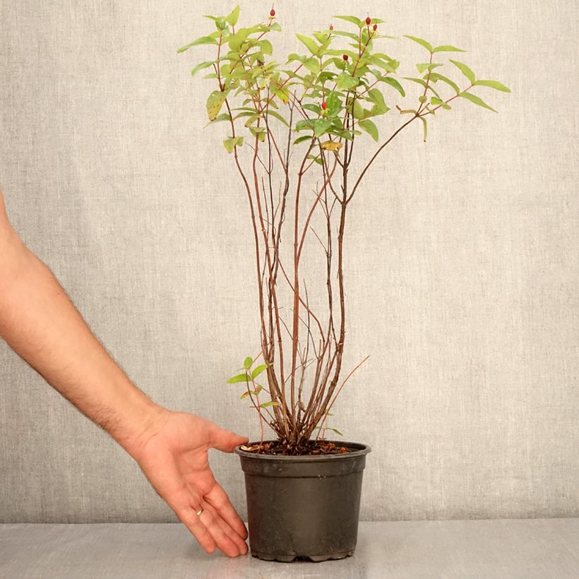 Esemplare di Hypericum inodorum Elstead - Iperico Vaso da 1,5L/2L consegnato in estate