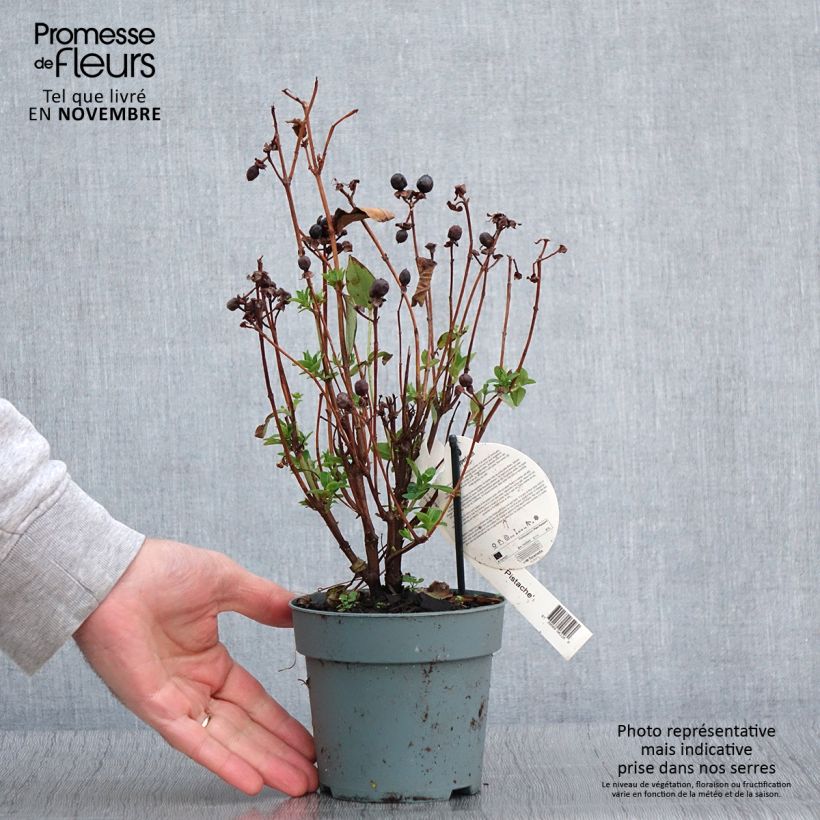 Esemplare di Hypericum inodorum Miracle Pistache - Iperico Vaso da 2L/3L come consegnato in autunno