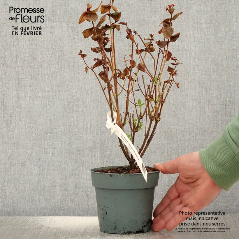 Hypericum inodorum Miracle Pistache - Iperico Vaso da 2L/3L esemplare consegnato in inverno