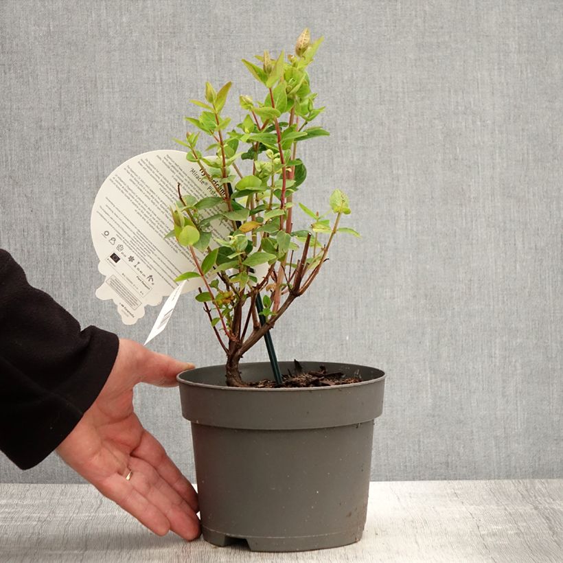 Hypericum inodorum Miracle Pistache - Iperico Vaso da 2L/3L esemplare consegnato in primavera