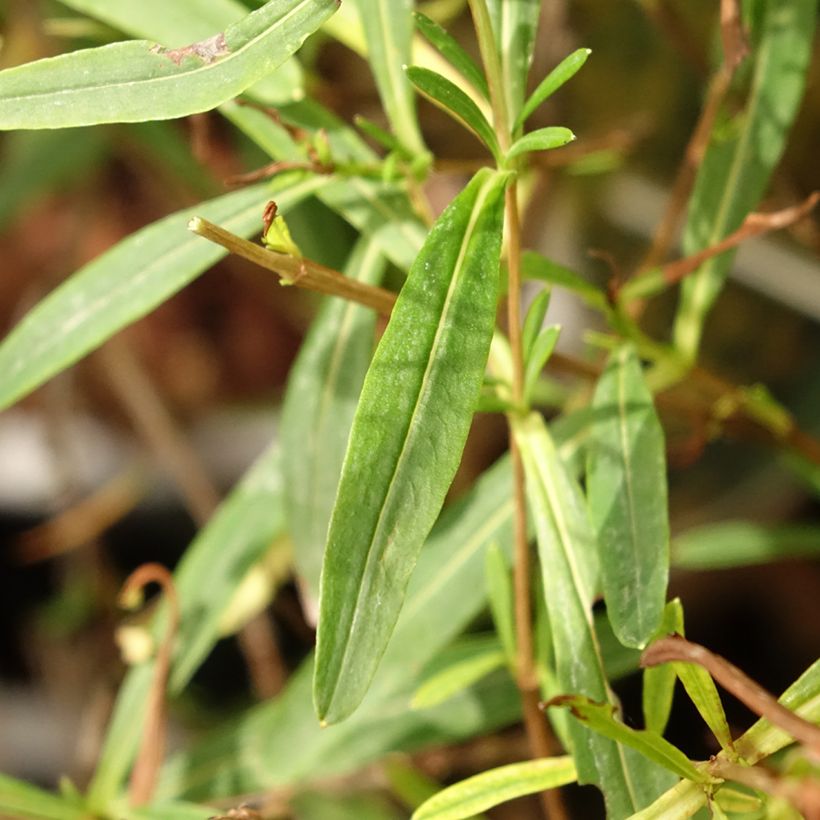 Hypericum kalmianum Sunny Boulevard - Iperico (Fogliame)