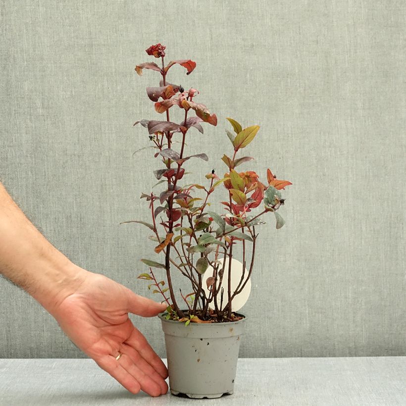 Esemplare di Hypericum MIRACLE Night - Iperico Vaso da Ø 12 cm / 13 cm come consegnato in autunno