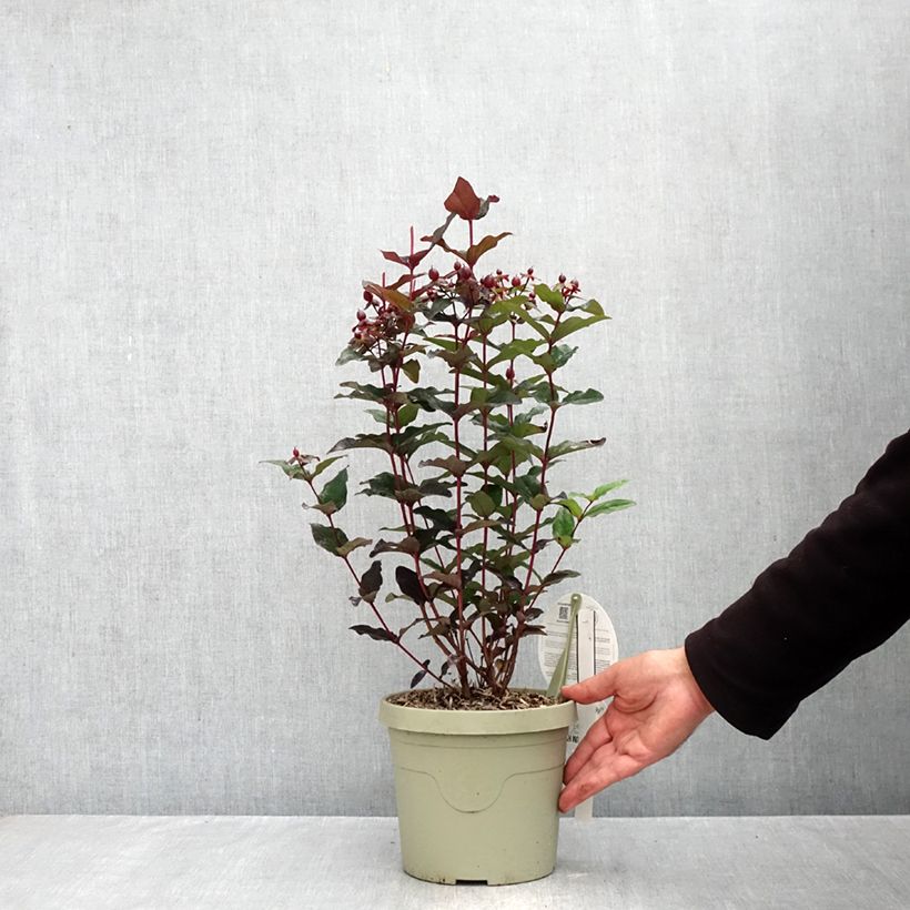 Esemplare di Hypericum MIRACLE Night - Iperico Vaso da 3L/4L come consegnato in autunno