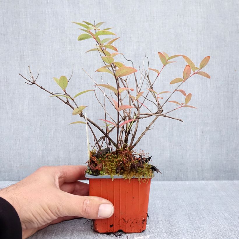 Esemplare di Hypericum moserianum Tricolor - Iperico Vasetto da 8/9 cm come consegnato in autunno