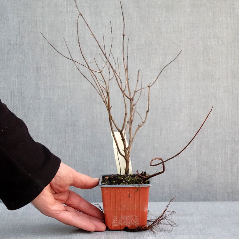 Hypericum moserianum Tricolor - Iperico Vasetto da 8/9 cm esemplare consegnato in inverno