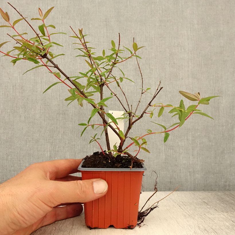 Hypericum moserianum Tricolor - Iperico Vasetto da 8/9 cm esemplare consegnato in primavera