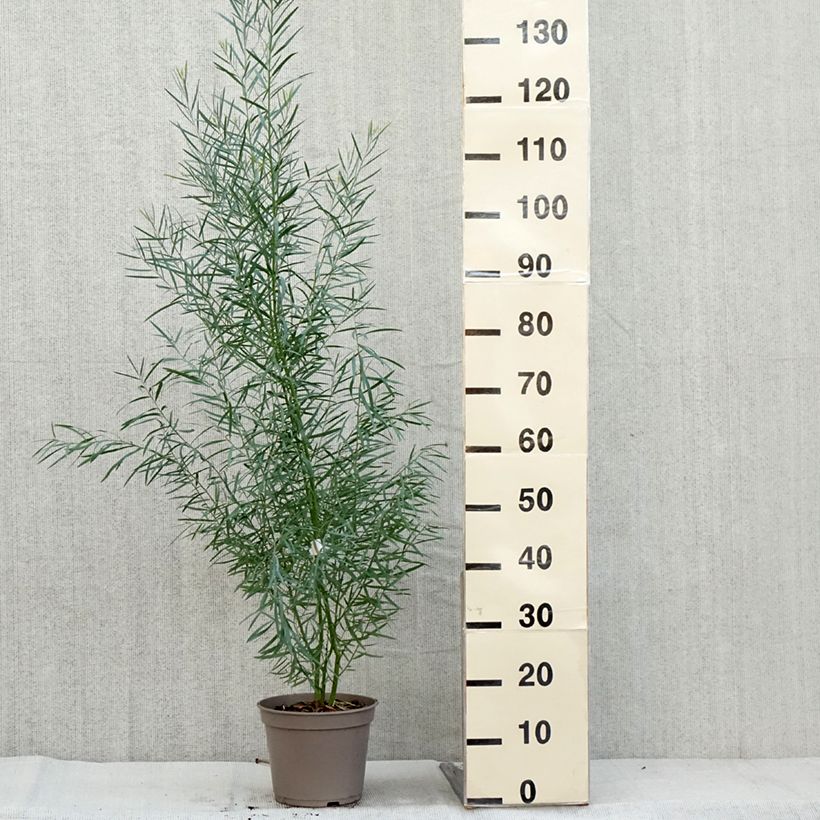 Esemplare di Acacia iteaphylla - Mimosa Vaso da 4L/5L come consegnato in autunno