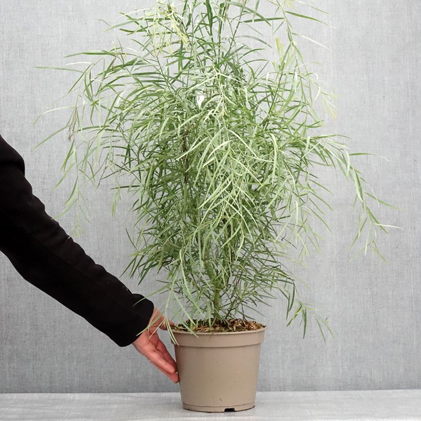 Acacia iteaphylla - Mimosa Vaso da 4L/5L esemplare consegnato in inverno