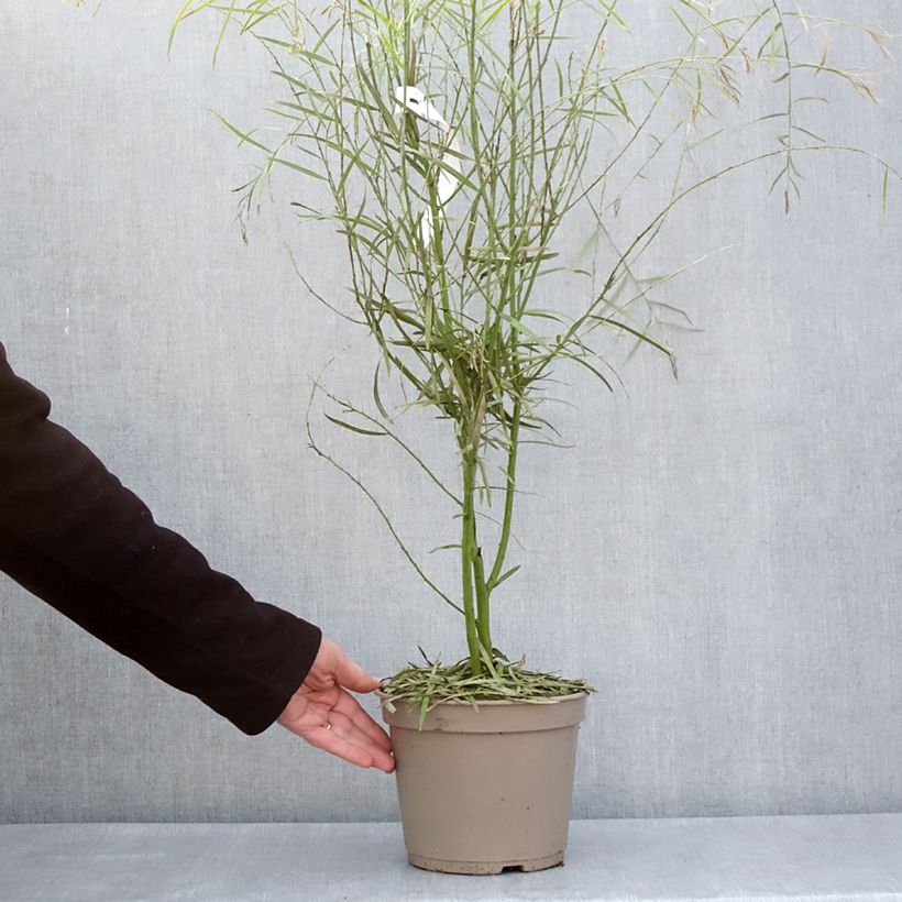 Acacia iteaphylla - Mimosa Vaso da 4L/5L esemplare consegnato in primavera