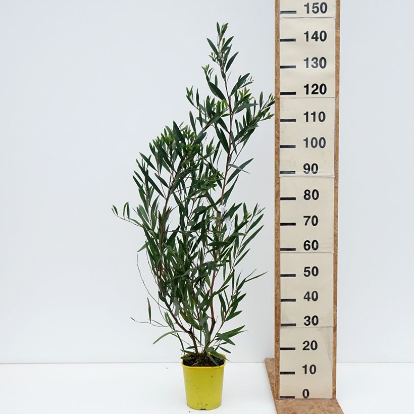 Esemplare di Acacia longifolia - Acacia longifoglia Vaso da 4L/5L come consegnato in autunno