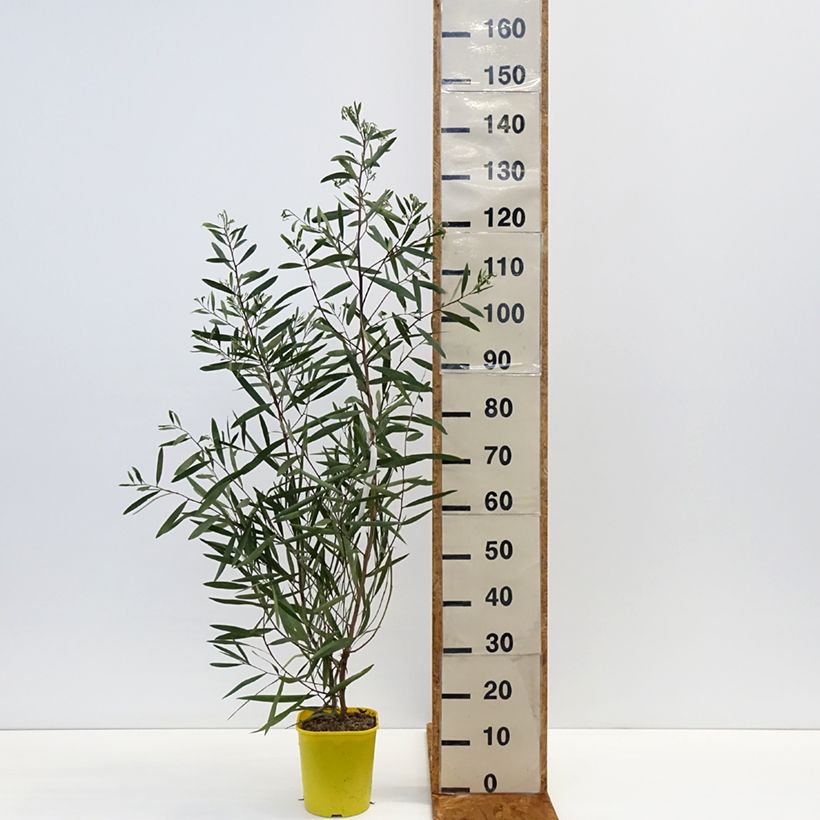Acacia longifolia - Acacia longifoglia Vaso da 4L/5L esemplare consegnato in inverno