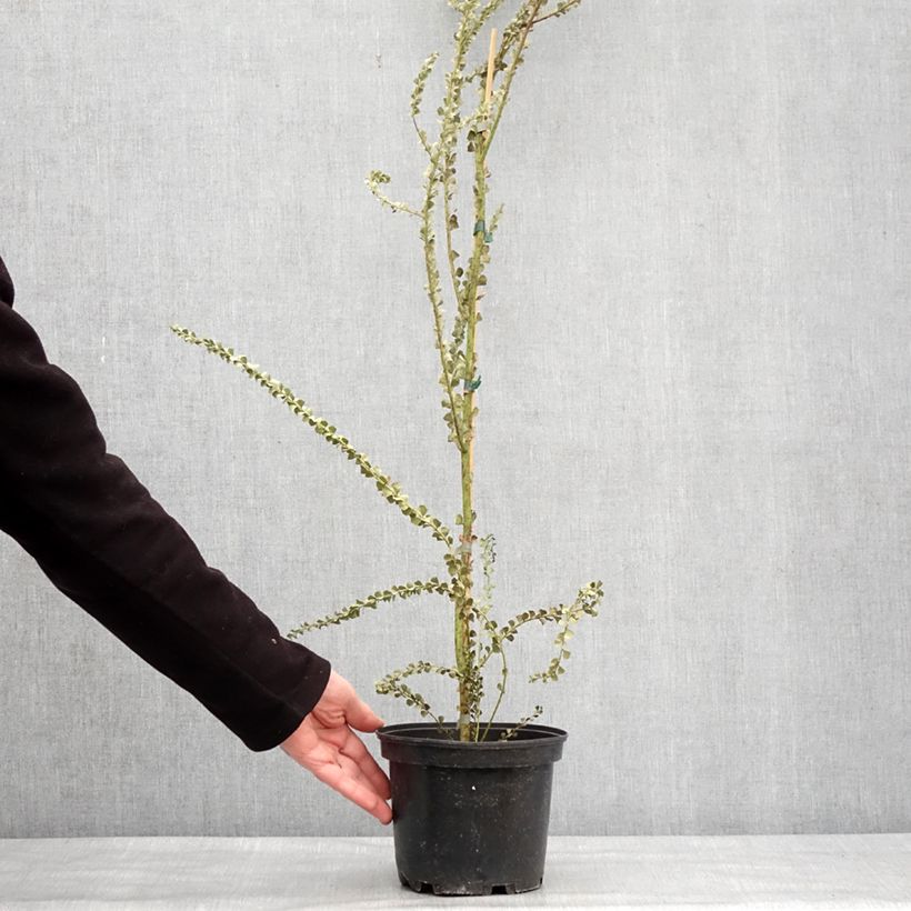 Acacia pravissima - Mimosa Vaso da 3L/4L esemplare consegnato in inverno