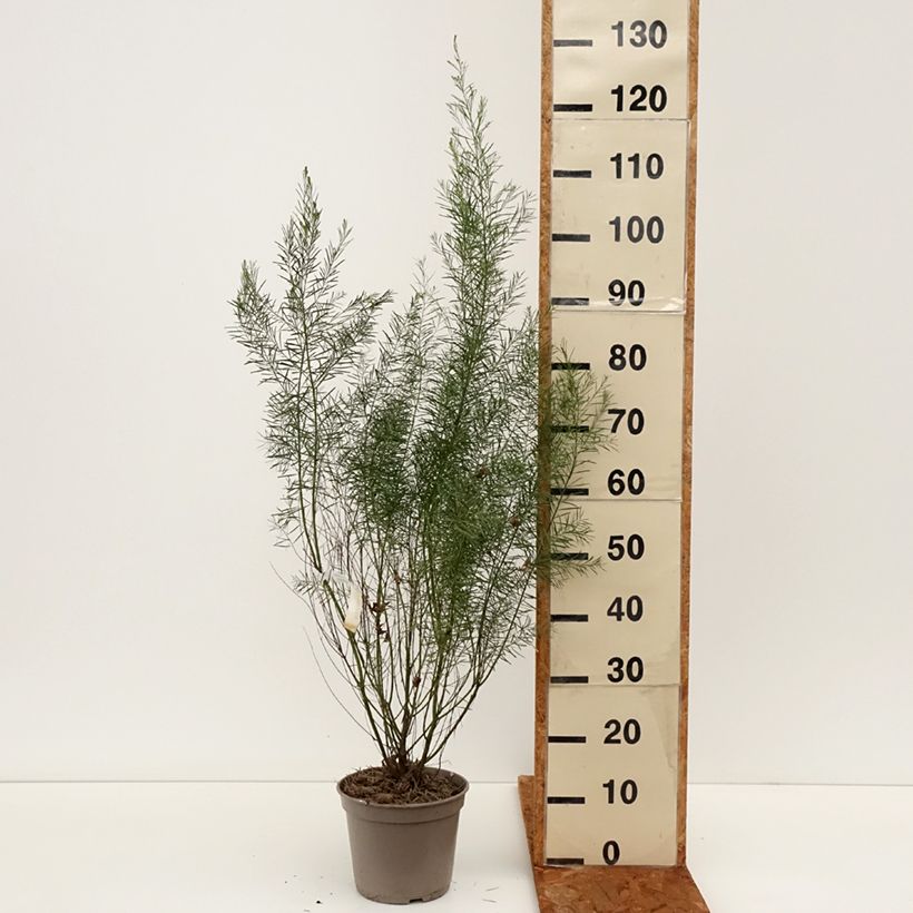 Acacia boormanii - Mimosa Vaso da 4L/5L esemplare consegnato in inverno