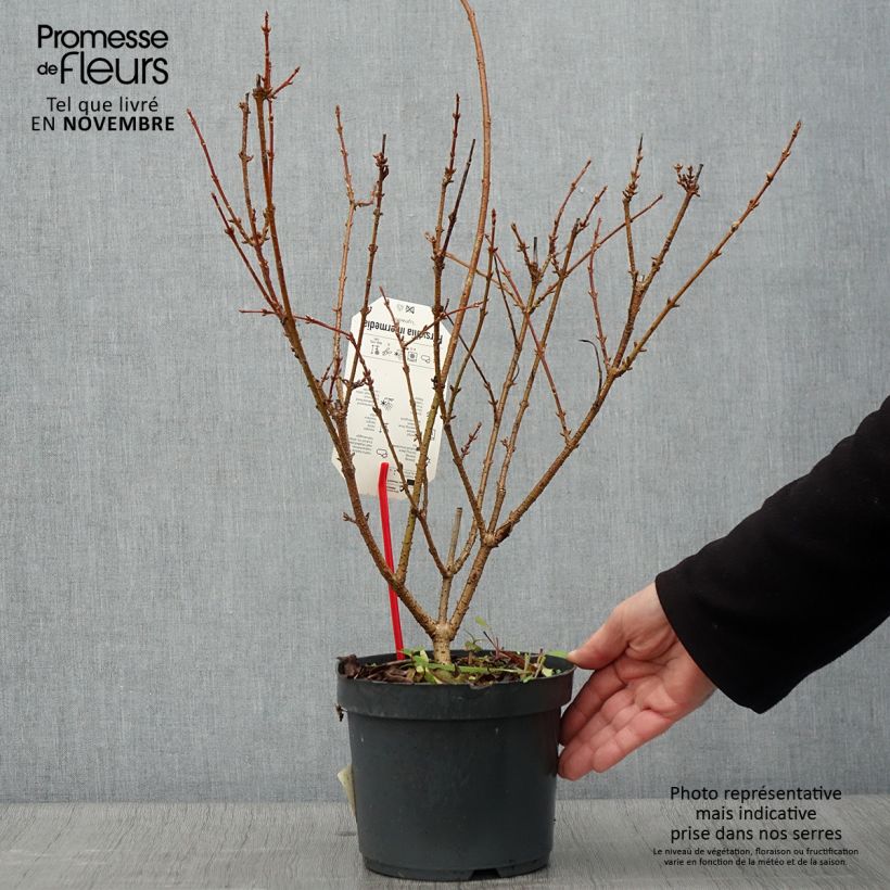 Esemplare di Forsizia Lynwood Vaso da 2L/3L come consegnato in autunno