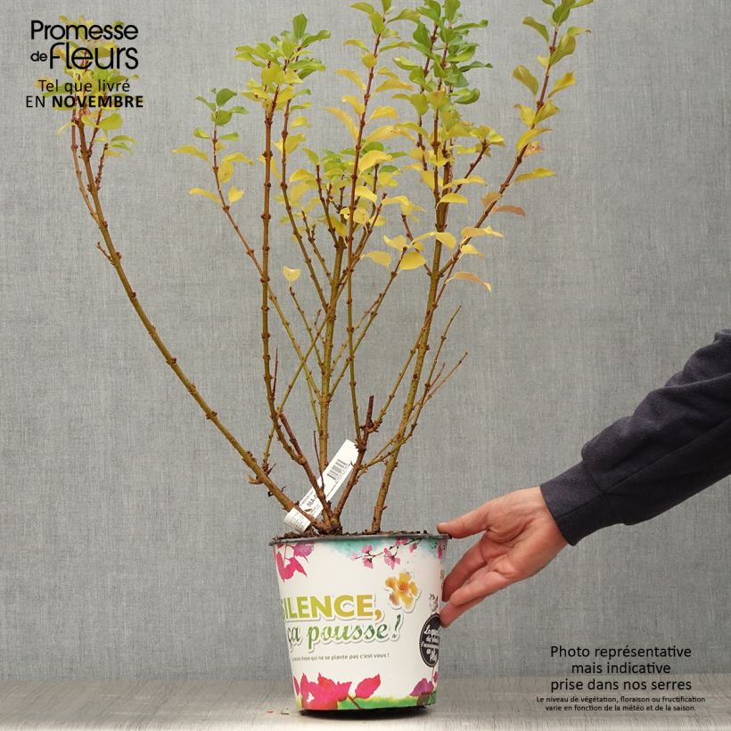 Esemplare di Forsizia Mindor Vaso da 4L/5L come consegnato in autunno
