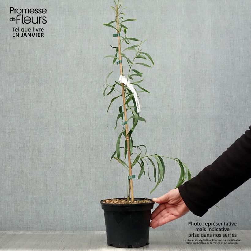 Acacia retinodes Lisette - Mimosa 4 stagioni Vaso da 2L/3L esemplare consegnato in inverno