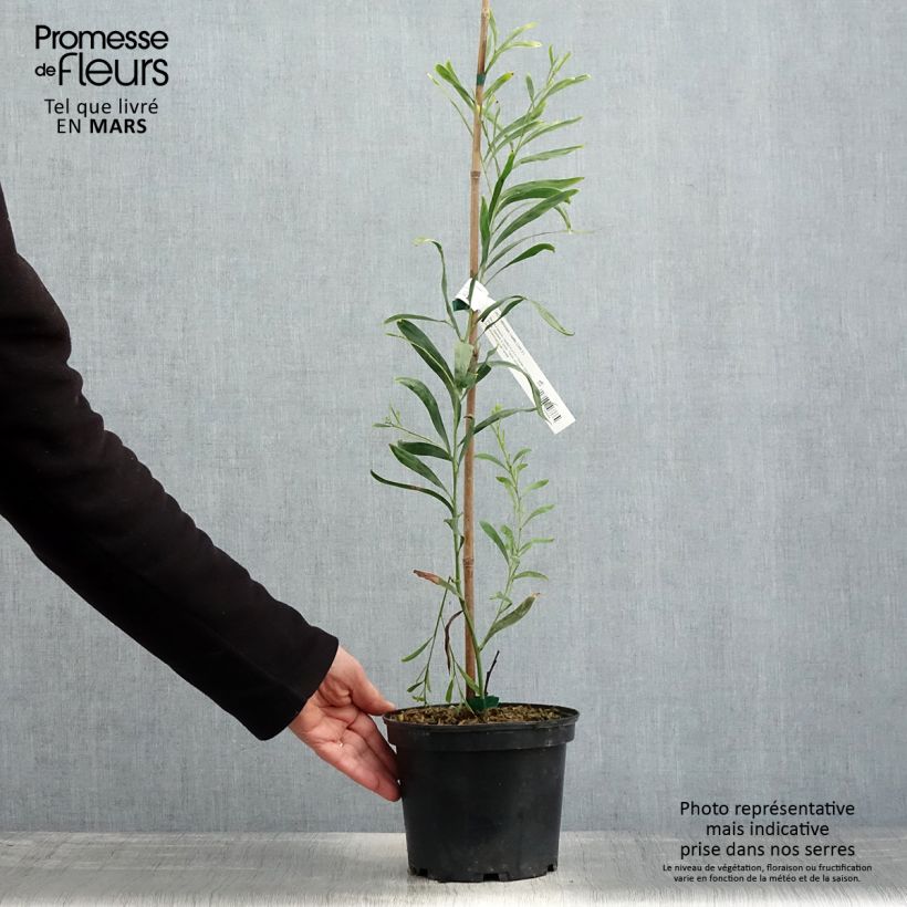 Acacia retinodes Lisette - Mimosa 4 stagioni Vaso da 2L/3L esemplare consegnato in primavera