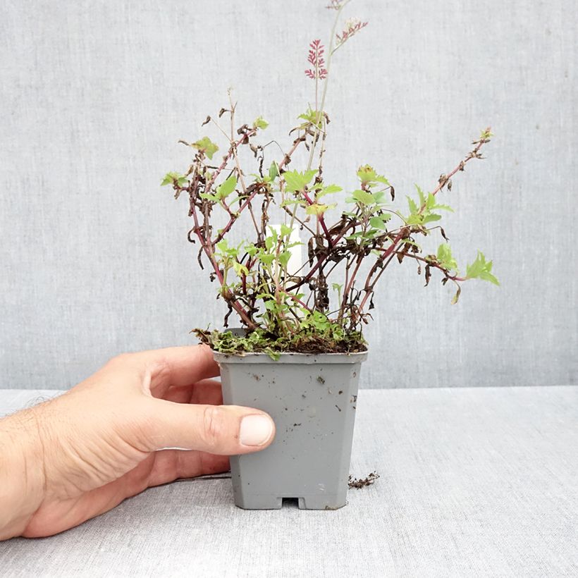 Esemplare di Mimulus cupreus Roter Kaiser Vasetto da 8/9 cm come consegnato in autunno