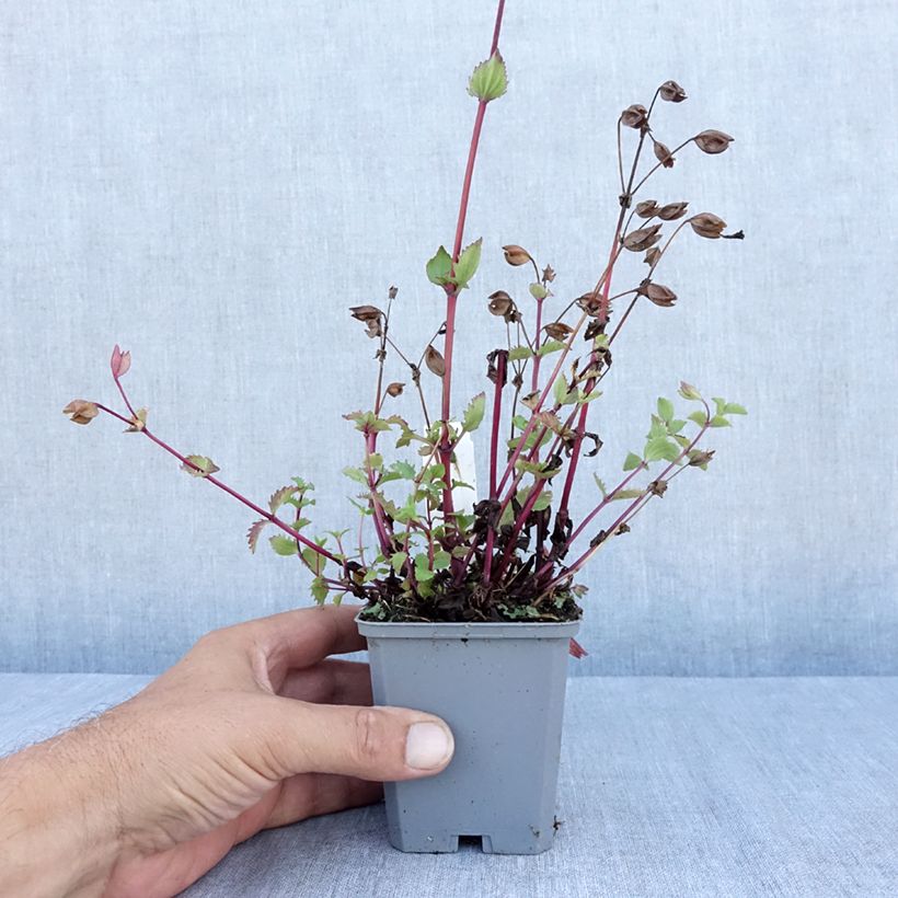 Esemplare di Mimulus cupreus Roter Kaiser Vasetto da 8/9 cm consegnato in estate