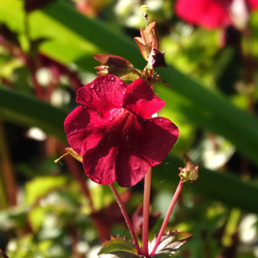 Mimulus cupreus Roter Kaiser (Fioritura)