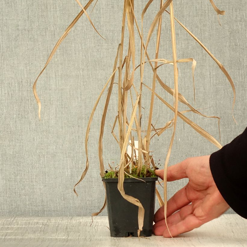 Esemplare di Miscanthus floridulus - Miscanto florido Vasetto da 8/9 cm come consegnato in autunno