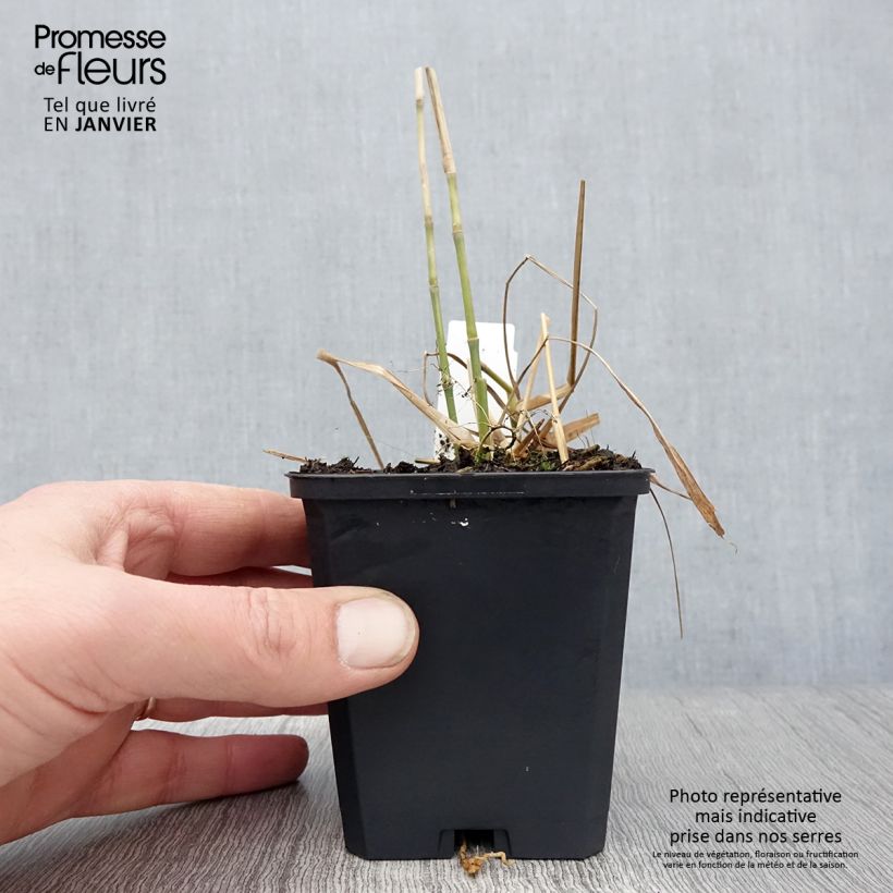 Miscanthus floridulus - Miscanto florido Vasetto da 8/9 cm esemplare consegnato in inverno