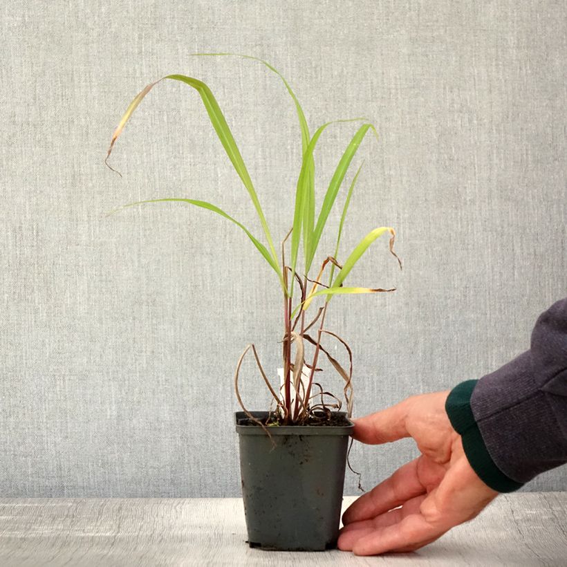Esemplare di Miscanthus nepalensis Vasetto da 8/9 cm come consegnato in autunno
